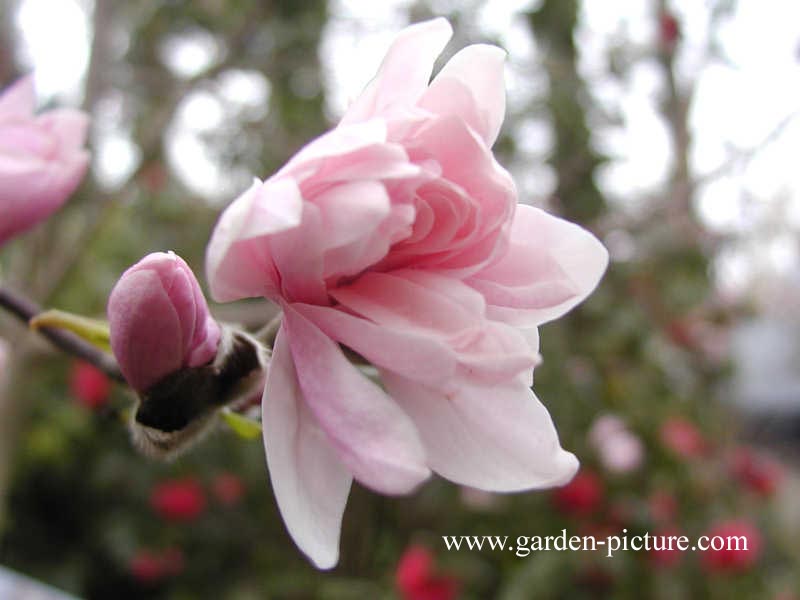 Magnolia stellata 'Chrysanthemiflora'