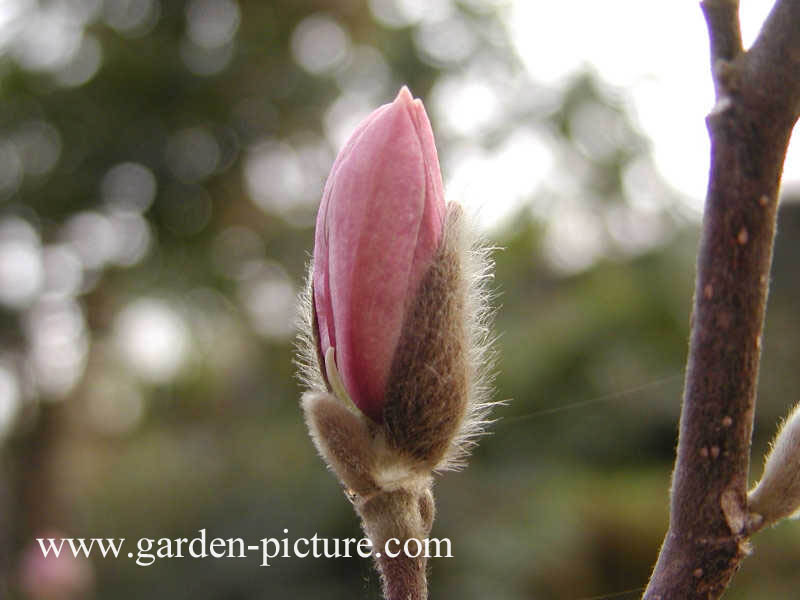 Magnolia stellata var. keiskei