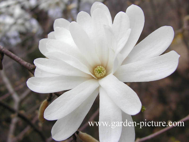 Magnolia stellata 'Royal Star'