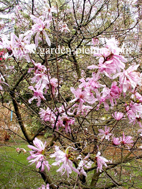 Magnolia stellata 'Rubra'