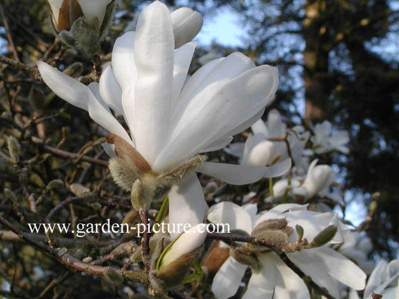 Magnolia stellata