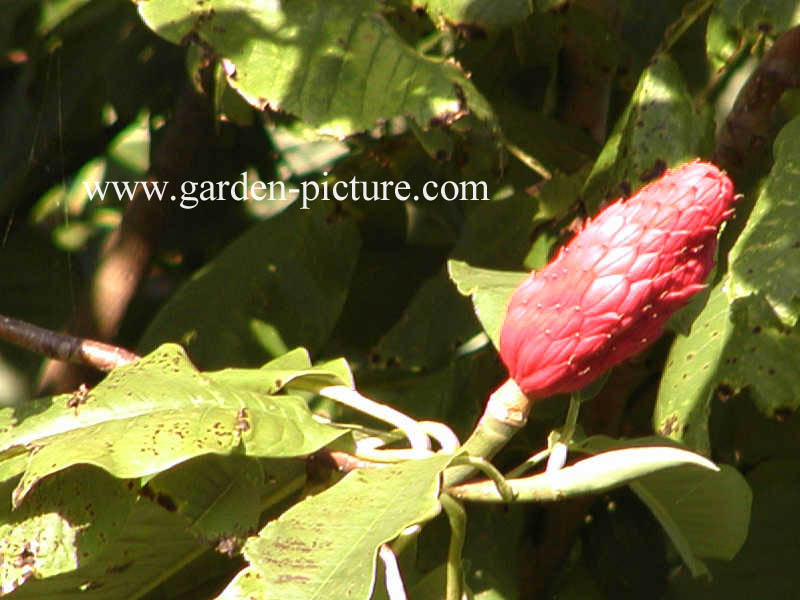 Magnolia tripetala