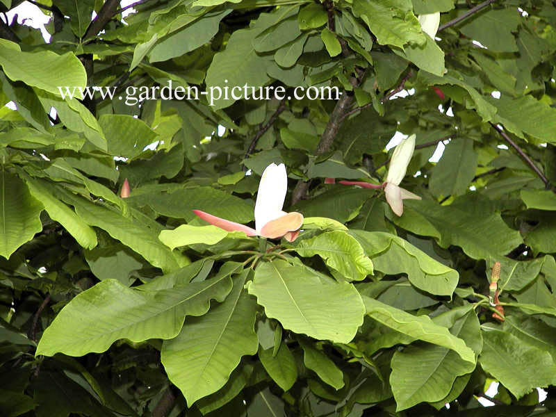 Magnolia tripetala