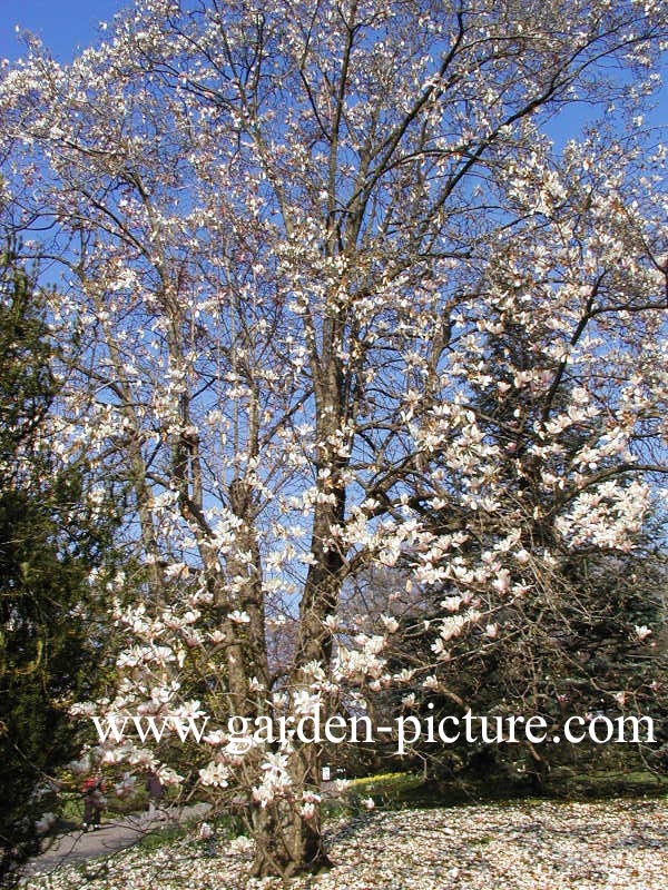 Magnolia veitchii