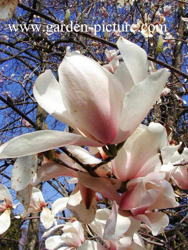 Magnolia veitchii