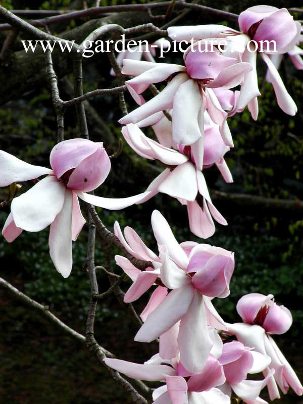 Magnolia campbellii mollicomata