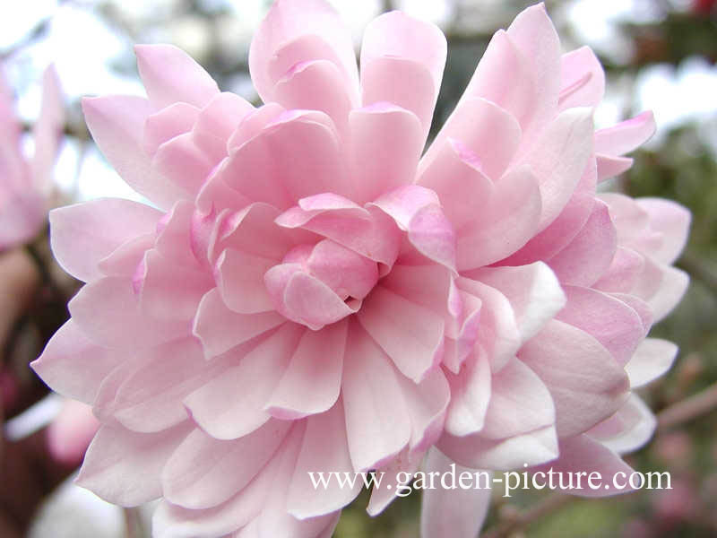 Magnolia stellata 'Rosea'