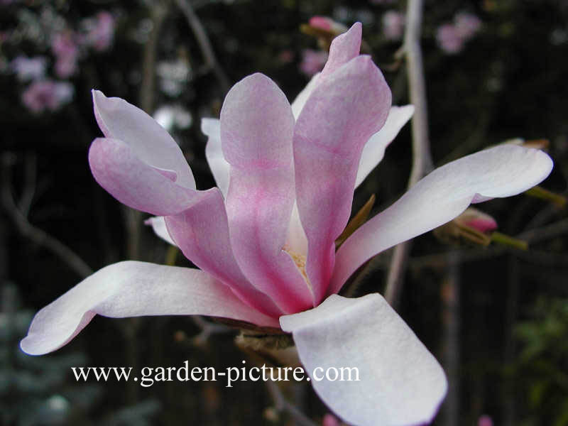 Magnolia loebneri 'Leonard Messel'