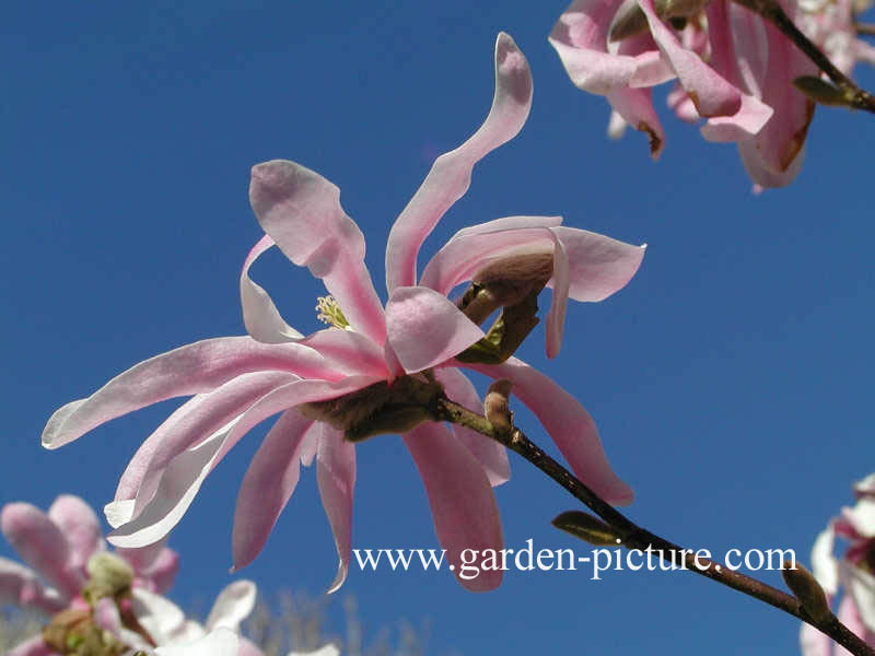 Magnolia loebneri 'Leonard Messel'