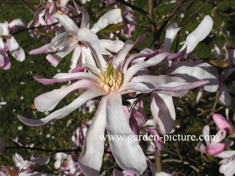 Magnolia loebneri 'Leonard Messel'