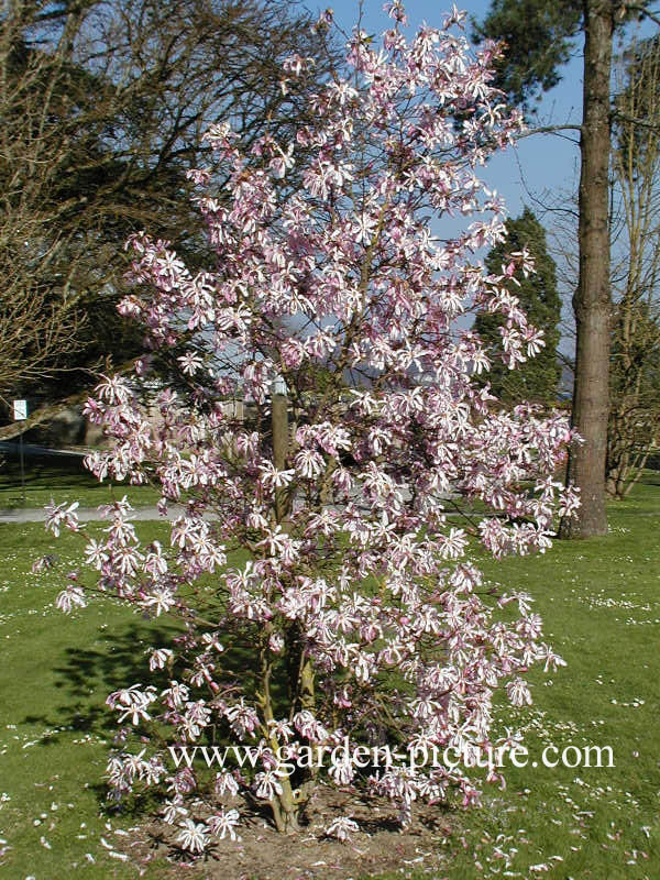 Magnolia loebneri 'Leonard Messel'