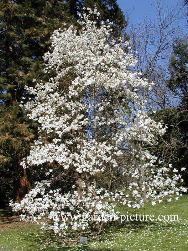 Magnolia loebneri 'Merrill'