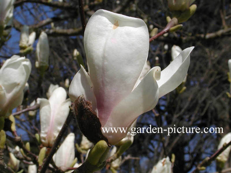 Magnolia soulangeana 'Alba Superba'