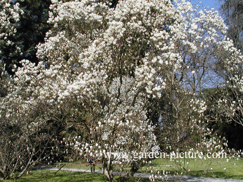 Magnolia soulangeana 'Alba Superba'