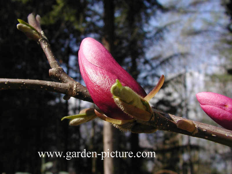 Magnolia 'Ann'