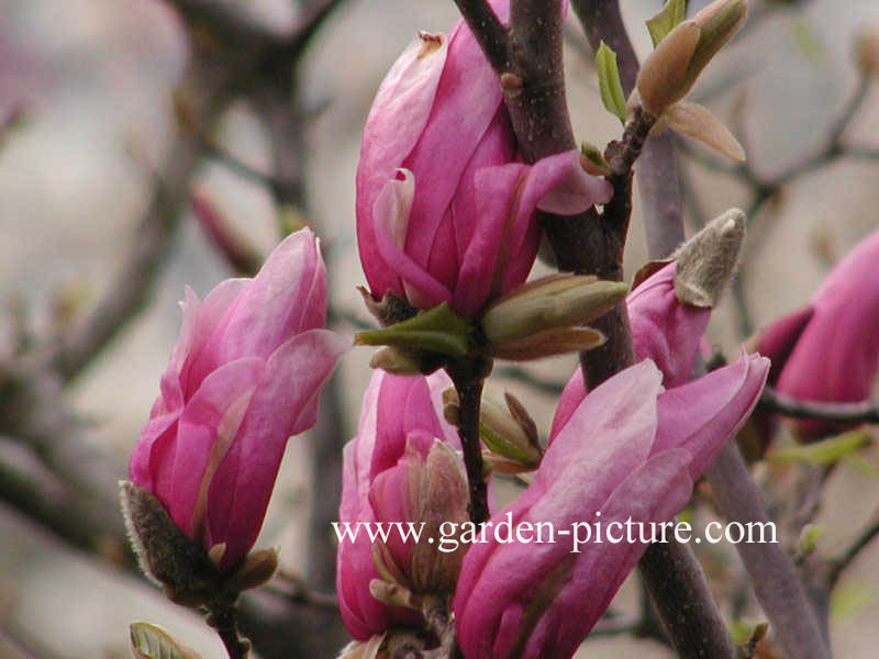 Magnolia 'Jane'