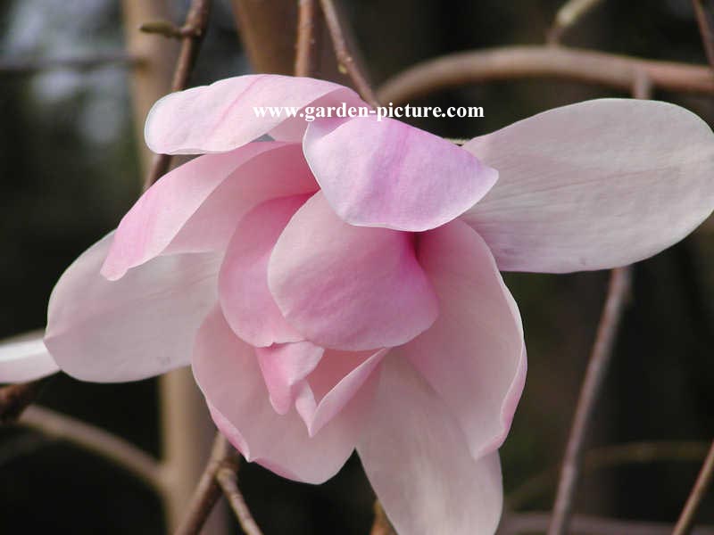 Magnolia 'Iolanthe'