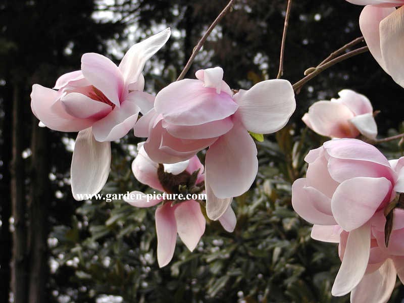 Magnolia 'Iolanthe'