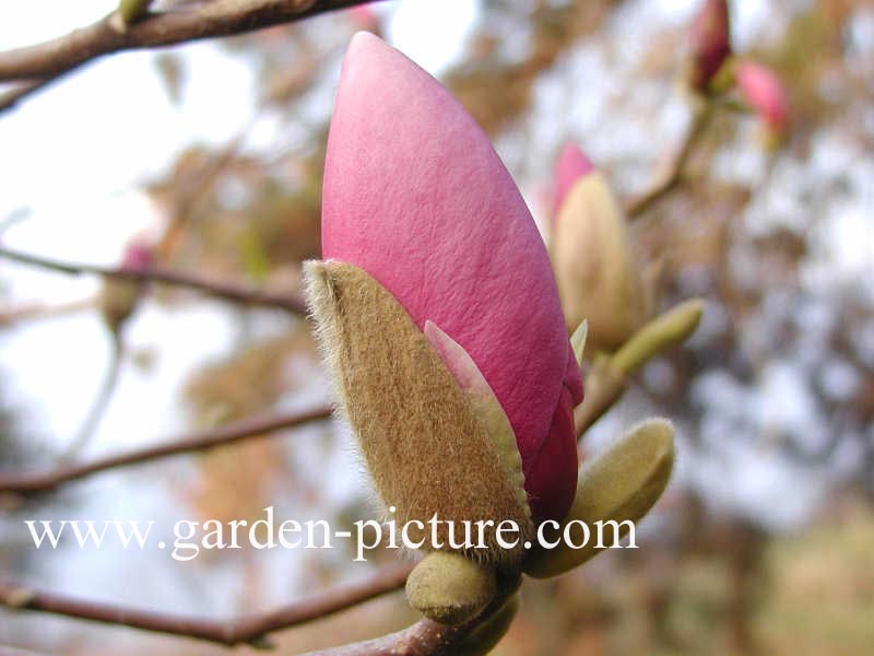 Magnolia soulangeana 'Lennei'