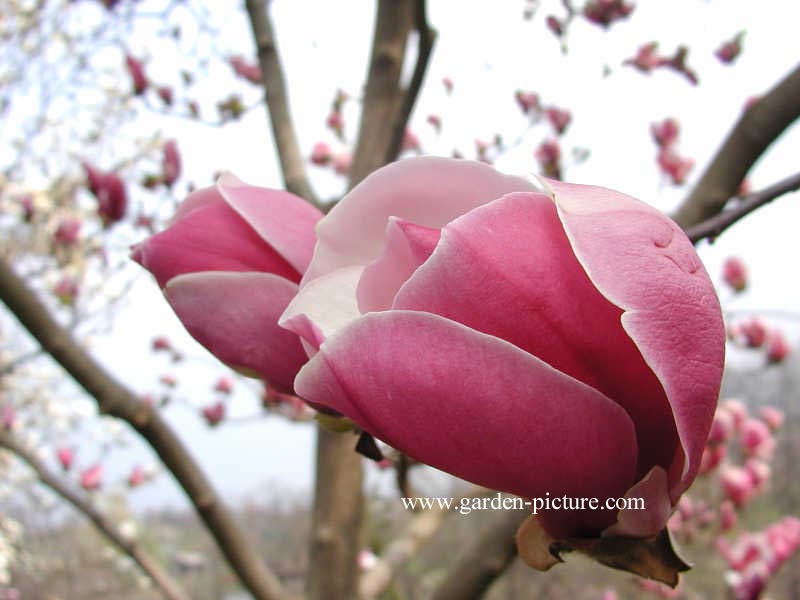 Magnolia 'Pickard's Ruby'