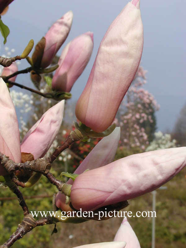 Magnolia soulangeana 'Sundew'