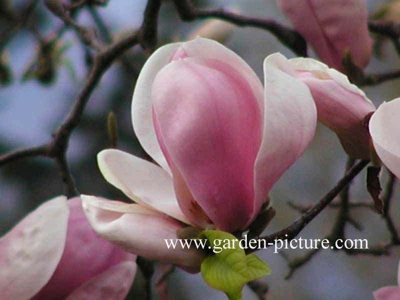 Magnolia soulangeana 'Sundew'