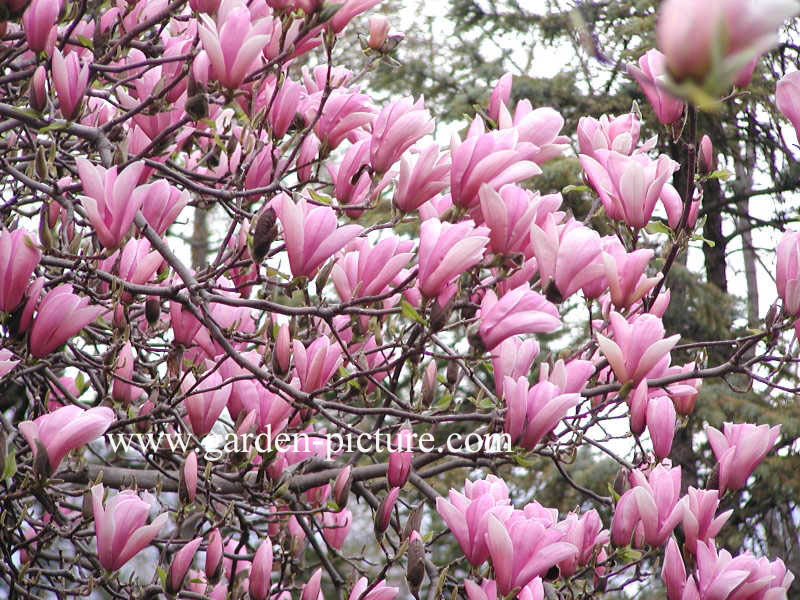 Magnolia soulangeana 'Sundew'