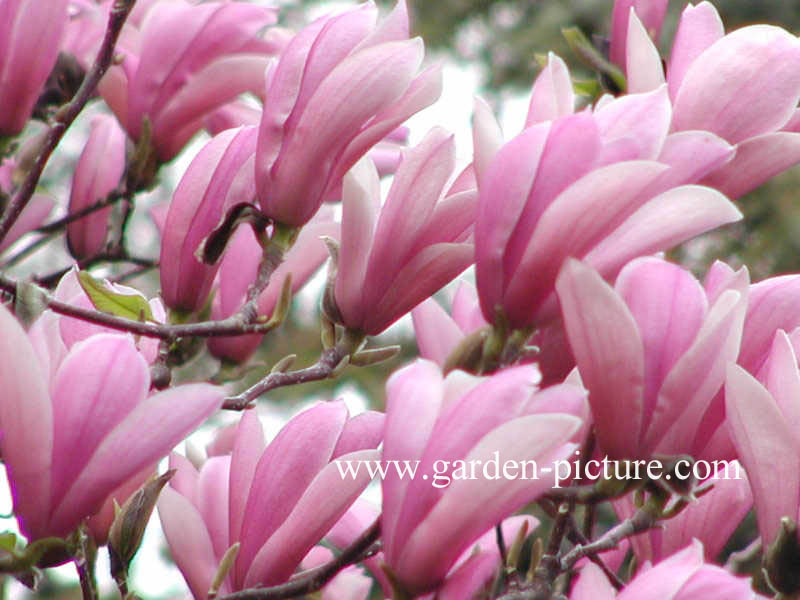 Magnolia soulangeana 'Sundew'