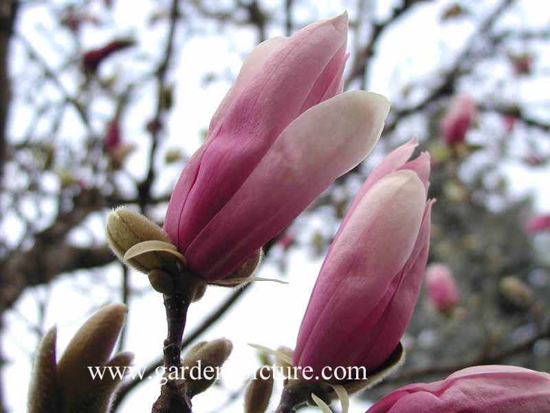 Magnolia 'Ricki'