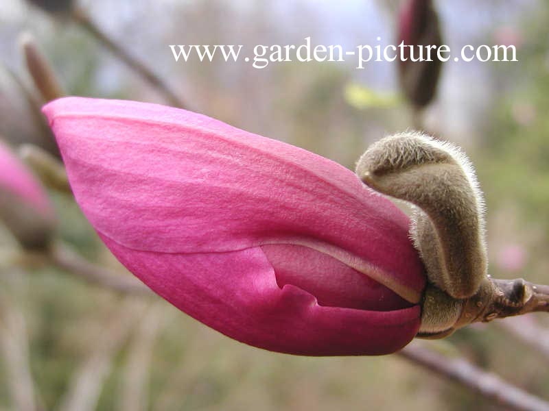 Magnolia 'Apollo'