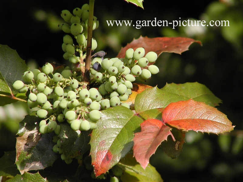 Mahonia aquifolium