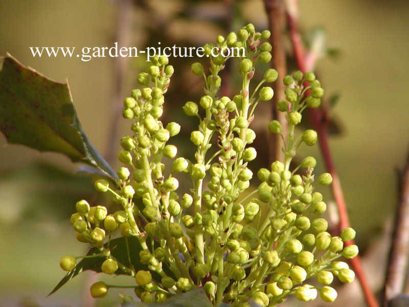 Mahonia aquifolium