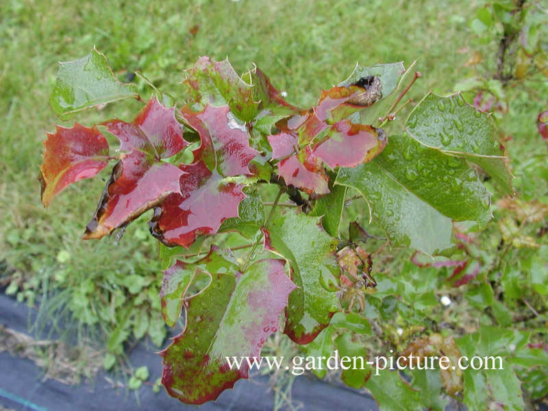 Mahonia aquifolium 'Atropurpurea'