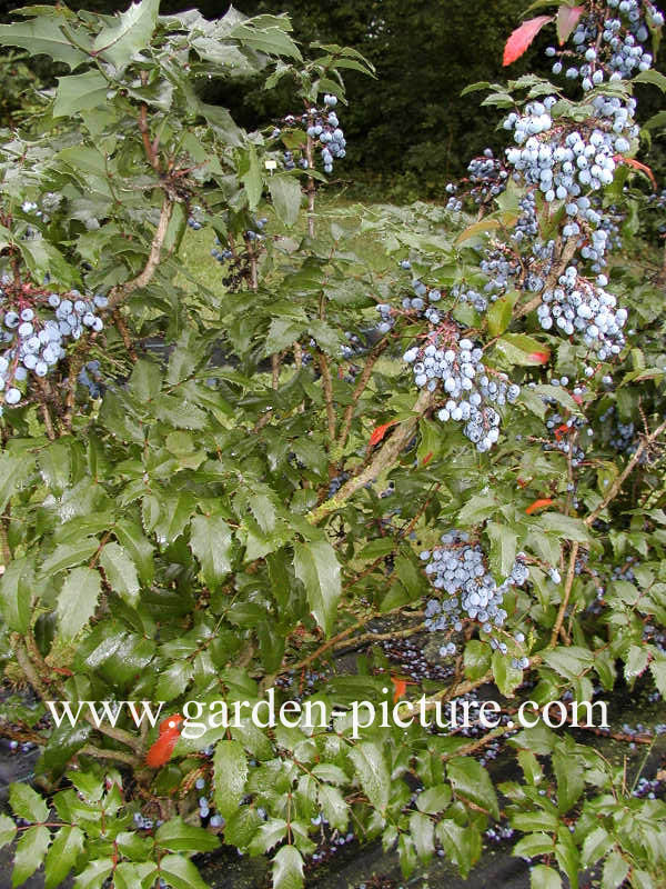 Mahonia aquifolium 'Smaragd'