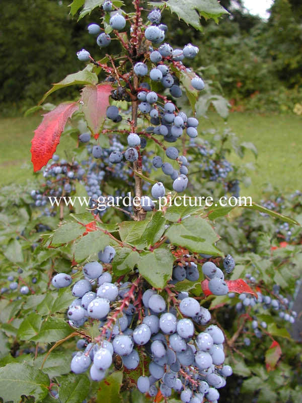 Mahonia aquifolium 'Smaragd'