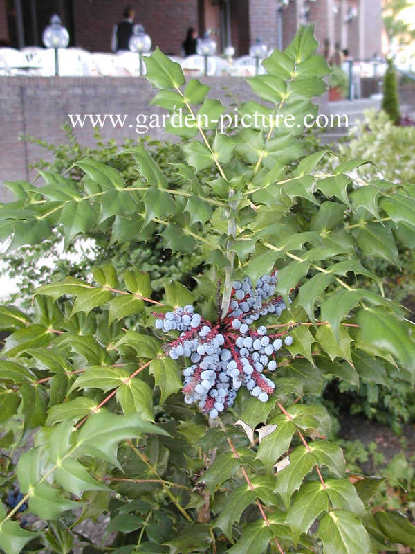 Mahonia japonica
