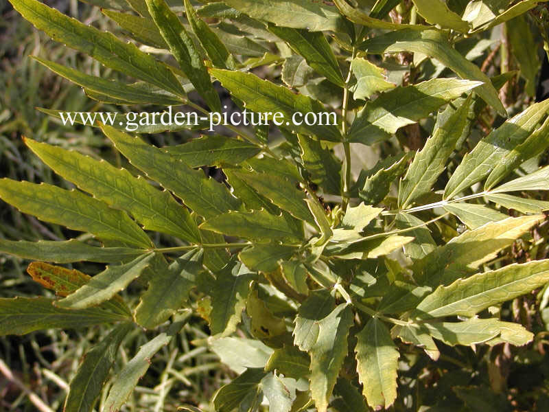 Mahonia fortunei