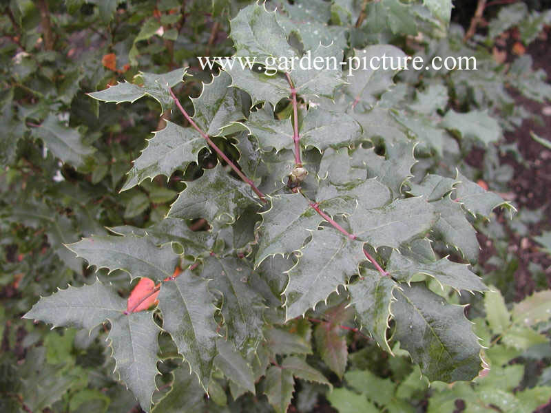 Mahonia wagneri 'Pinnacle'