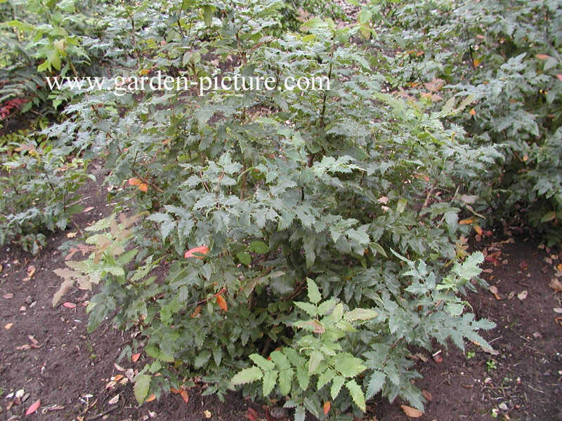 Mahonia wagneri 'Pinnacle'