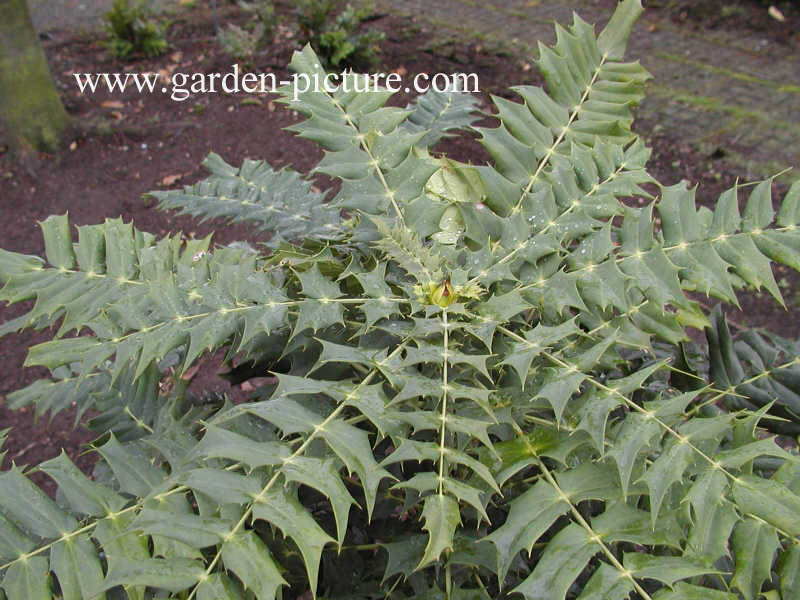 Mahonia media 'Winter Sun'
