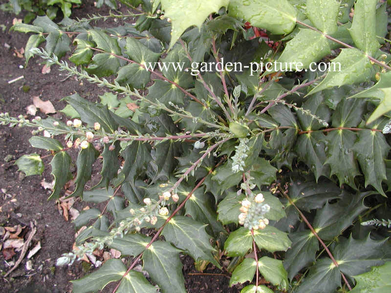 Mahonia media 'Winter Sun'