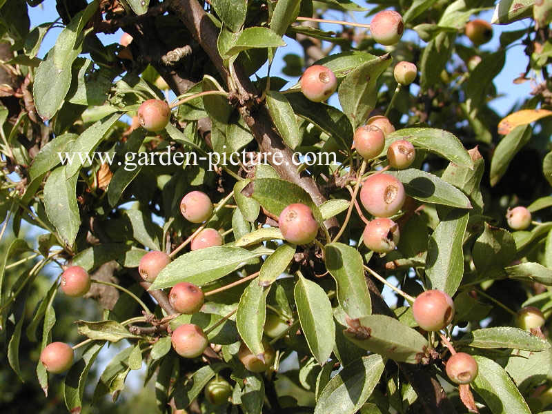 Malus 'Adirondack'