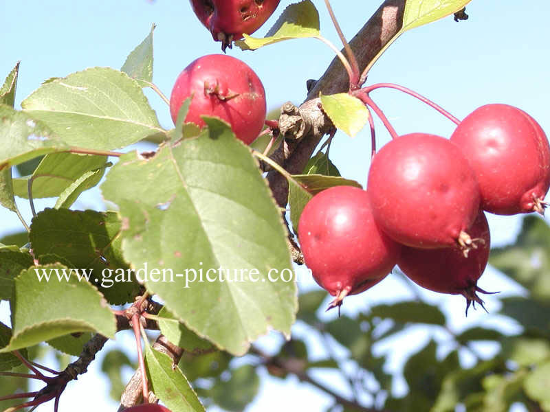 Malus 'Makamik'