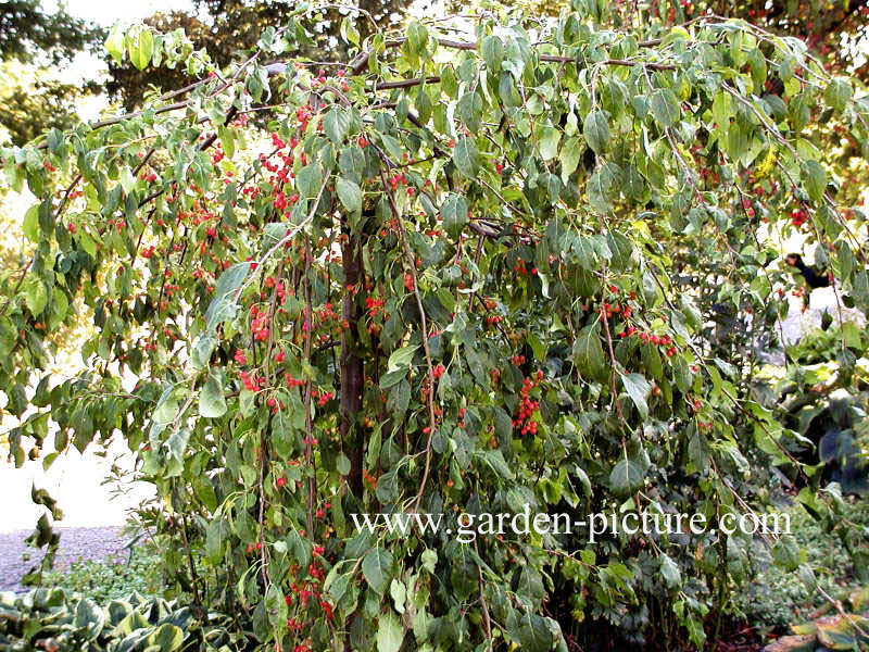 Malus 'Red Jade'