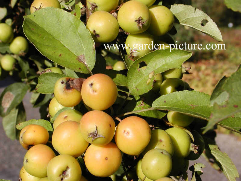 Malus 'Golden Hornet'