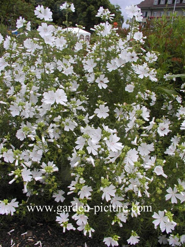 Malva moschata 'Alba'