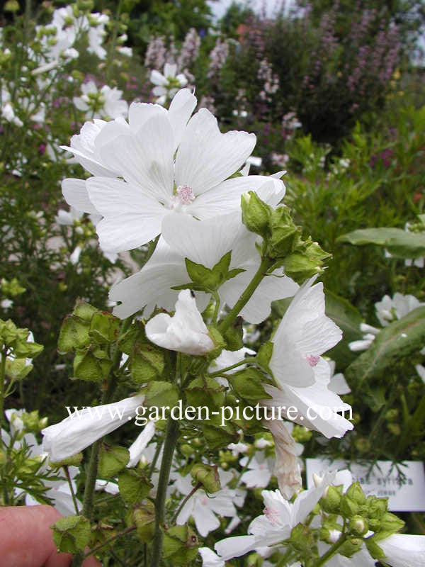 Malva moschata 'Alba'