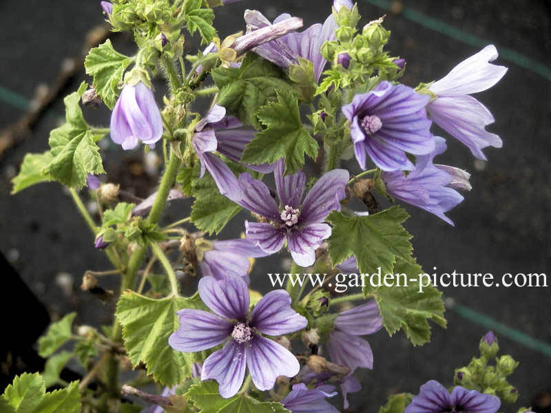 Malva sylvestris 'Primley Blue'