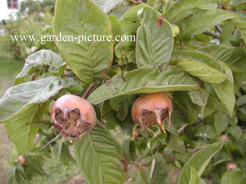 Mespilus germanica