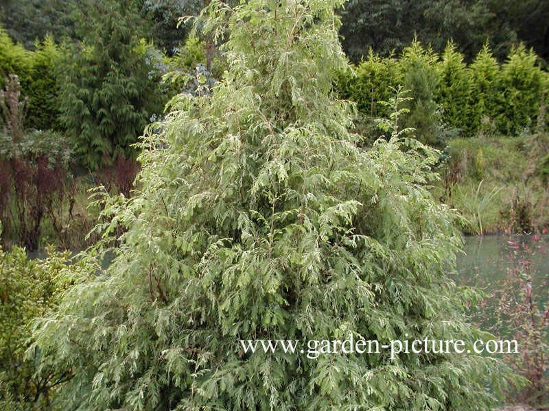 Metasequoia glyptostroboides 'White Spot'